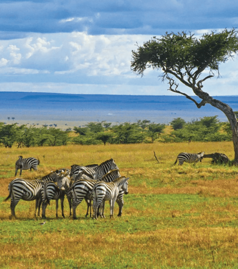 Wild Splendors: Zambia
